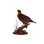 TAXIDERMY: TEMMINCK'S TRAGOPAN (TRAGOPAN TEMMINCKII), LATE 20TH CENTURY