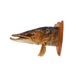 TAXIDERMY: UNUSUAL NORTHERN PIKE (ESOX LUCIUS) TROPHY HEAD ON SHIELD