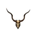 TAXIDERMY: A PAIR OF GREATER KUDU (TRAGELAPHUS STREPSICEROS) HORNS AND SKULL ON SHILED