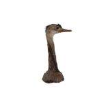 TAXIDERMY: UNUSUAL GREATER RHEA (RHEA AMERICANA)