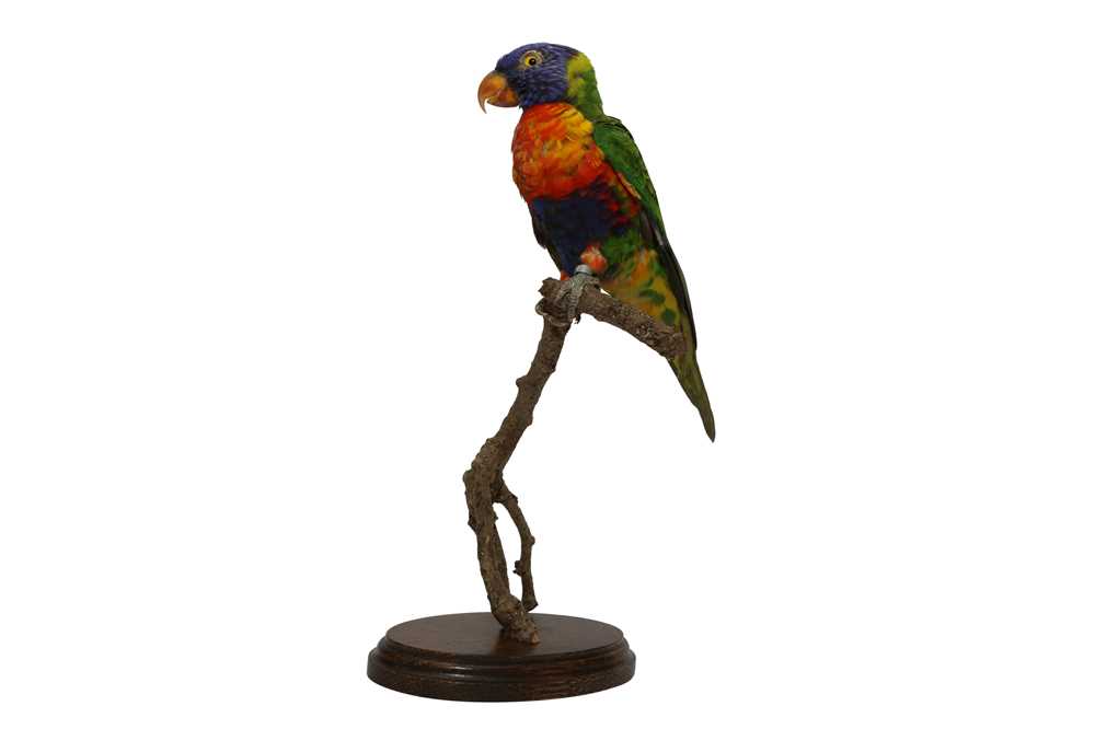 TAXIDERMY: RAINBOW LORIKEET (TRICHOGLOSSUS MOLUCCANUS)