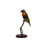 TAXIDERMY: RAINBOW LORIKEET (TRICHOGLOSSUS MOLUCCANUS)