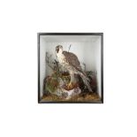 A TAXIDERMY VICTORIAN PEREGRINE FALCON