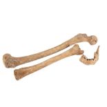 ARCHEOLOGY /OSTEOLOGY: ROMAN HUMAN BONES