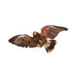 A TAXIDERMY HARRIS HAWK IN FLIGHT, WALL MOUNTED