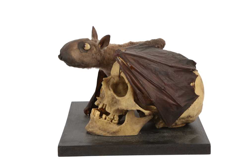 A TAXIDERMY FRUIT BAT MOUNTED BESIDE A MODEL OF A HUMAN SKULL - Image 3 of 4