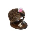 TAXIDERMY: AN ANTHROPOMORPHIC HEDGEHOG (ERINACEUS EUROPAEUS)