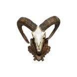 TAXIDERMY: A PAIR OF EUROPEAN MOUFLON (OVIS ARIES MUSIMON) HORNS AND SKULL ON CARVED WALL MOUNT