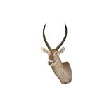 A TAXIDERMY KUDU (TRAGELAPHUS STREPSICEROS) SHOULDER MOUNT