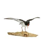 TAXIDERMY: AN OYSTERCATCHER ( HAEMATOPUS OSTRALEGUS)