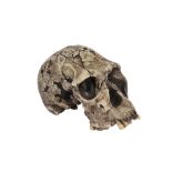 A REPLICA OF THE SKULL OF THE OLDEST HUMAN SPECIES, HOMO HABILIS