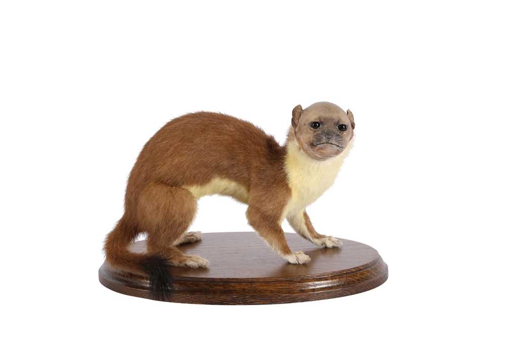 TAXIDERMY: 'MAN-FACED STOAT' (MUSTELA SAPIENS)