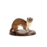 TAXIDERMY: 'MAN-FACED STOAT' (MUSTELA SAPIENS)