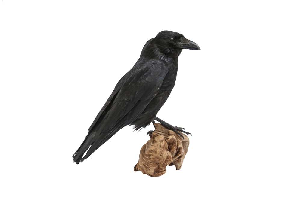 TAXIDERMY: A TWO-HEADED CROW - Image 2 of 4