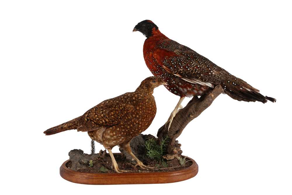 TAXIDERMY: A PAIR OF SATYR TRAGOPAN (TRAGOPAN SATYRA), LATE 20TH CENTURY