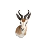 TAXIDERMY: SPRINGBOK (ANTIDOCRAS MARSUPIALIS) HEAD