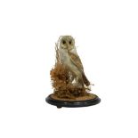 TAXIDERMY: A VICTORIAN BARN OWL IN GLASS DOME