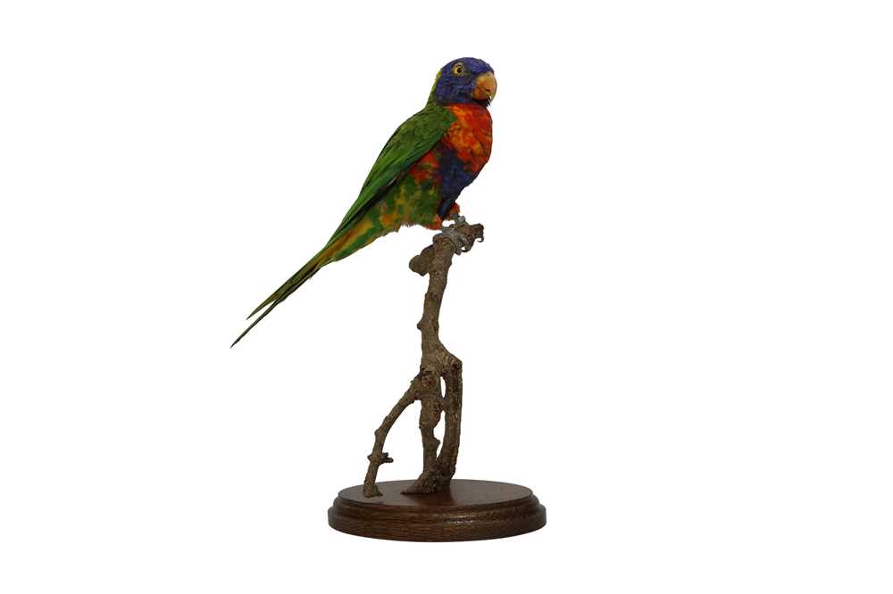 TAXIDERMY: RAINBOW LORIKEET (TRICHOGLOSSUS MOLUCCANUS) - Image 2 of 3