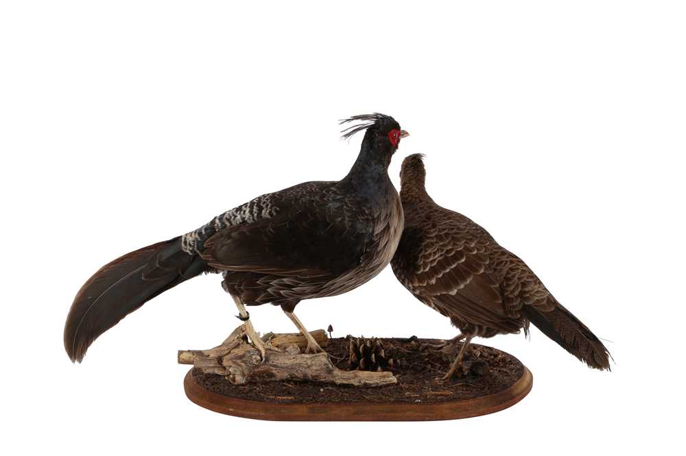 TAXIDERMY PAIR OF KALIJ PHEASANT (LOPHURA LEUCOMELANOS) LATE 20TH CENTURY - Image 2 of 2