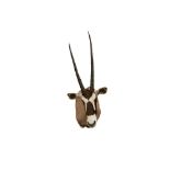 TAXIDERMY: SOUTH AFRICAN GEMSBOK ORYX ANTELOPE (ORYX GAZELLA)