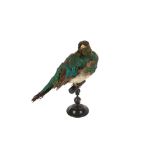 A VICTORIAN TAXIDERMY RESPLENDANT QUETZEL (FEMALE)