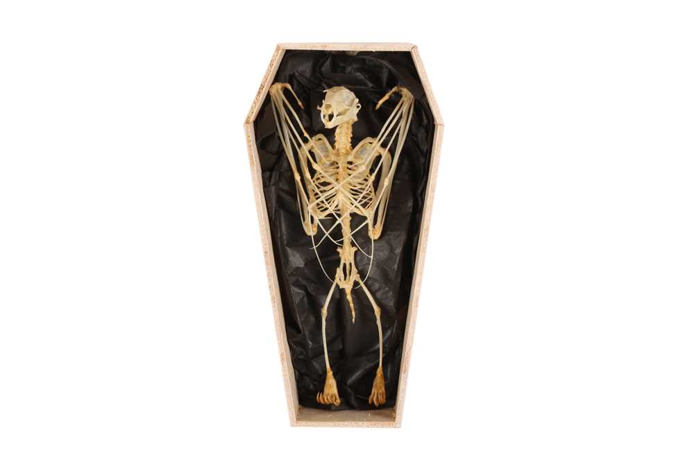 OSTEOLOGY: DAWN BAT (EONYCTERIS SPELAEA) SKELETON IN COFFIN