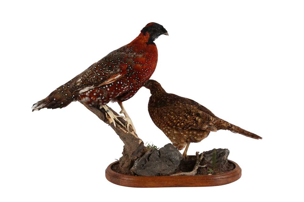 TAXIDERMY: A PAIR OF SATYR TRAGOPAN (TRAGOPAN SATYRA), LATE 20TH CENTURY - Image 2 of 2