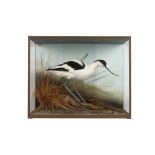 TAXIDERMY: AN AVOCET (RECURVIROSTRA AVOSETTA) IN CASE BY DAVID KENINGALE