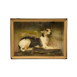 TAXIDERMY: A VICTORIAN TERRIER DOG IN DISPLAY CASE