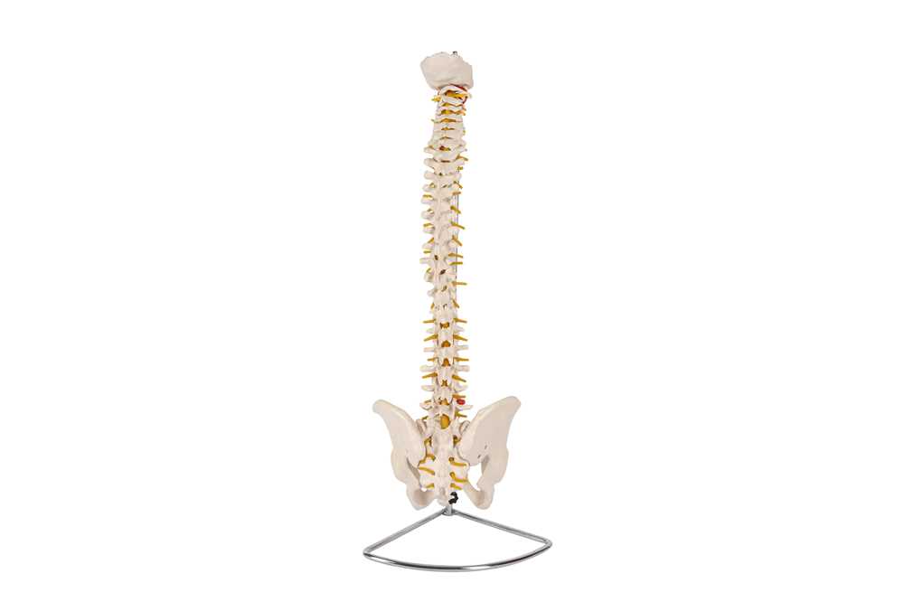 A 20TH CENTURY RESIN TEACHING MODEL OF THE SPINAL AND HIP BONES