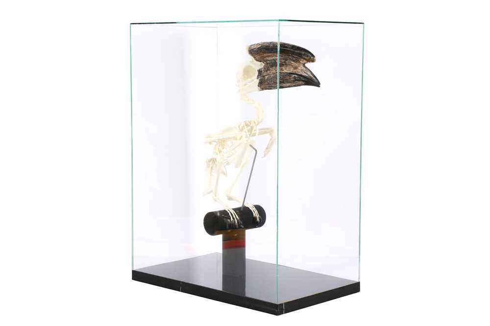 OSTEOLOGY: TRUMPETER HORNBILL (BYCANISTES BUCINATOR) SKELETON IN GLASS CASE - Image 2 of 3