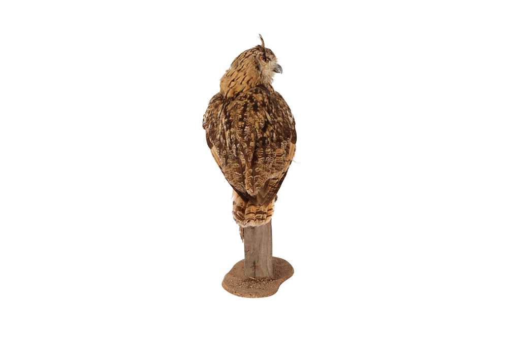 A TAXIDERMY INDIAN EAGLE OWL ON BASE - Image 2 of 4