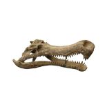 NATURAL HISTORY: MODEL SARCOSUCHUS CROCODILE 'SUPERCROC' SKULL