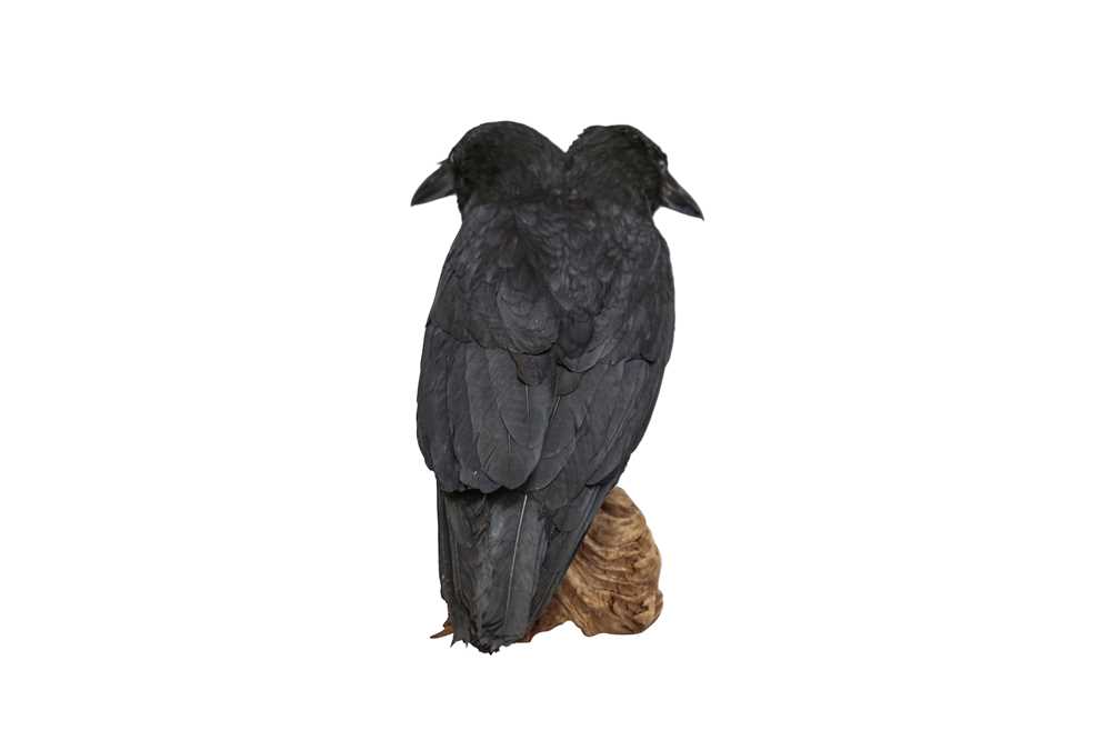 TAXIDERMY: A TWO-HEADED CROW - Image 4 of 4