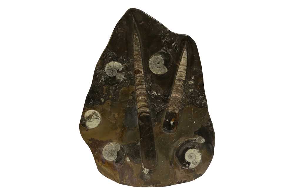 NATURAL HISTORY: A FOSSIL SLAB OF GONIATITE AMMONITES AND ORTHOCERAS