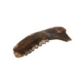 A FOSSILISED SECTION OF LOWER JAW FROM AN EXTINCT IRISH ELK