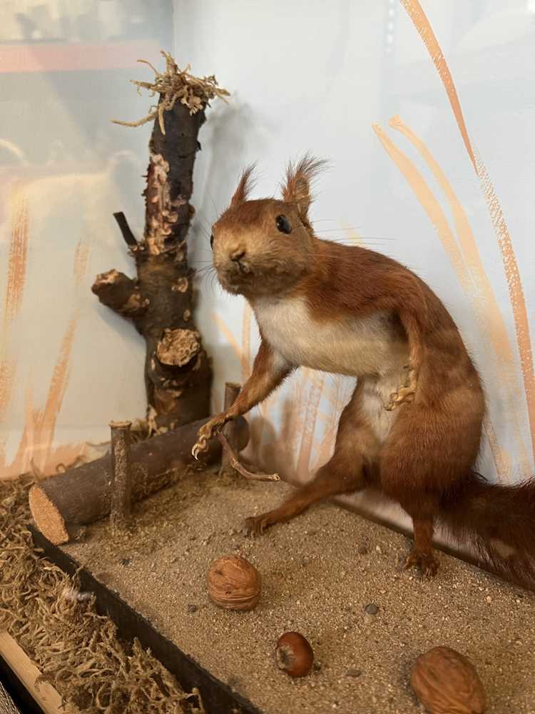 TAXIDERMY: A RARE DISPLAY OF RED SQUIRRELS PLAYING, IN THE MANNER OF WALTER POTTER - Image 3 of 5