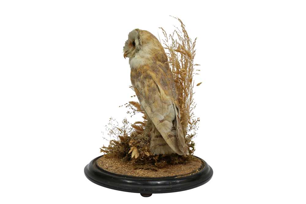 TAXIDERMY: A VICTORIAN BARN OWL IN GLASS DOME - Image 4 of 5