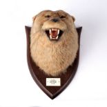 A taxidermy otter mask on a shield-shaped mount by P Spicer & Sons.