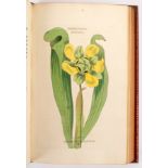 Lindley, John. Ladies' Botany, 2 vols, mixed edition, 8vo, (circa 1840) - Martyn, Thomas.