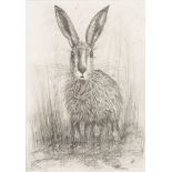 W W (Scottish Contemporary)/Hare Standing/signed with initials/pencil drawing, 28.