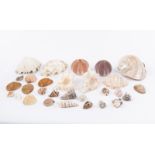 A collection of large seashells