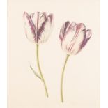 Rory McEwen (British 1932-1982)/Two Tulips/signed and dated 1976, numbered 102/500/colour print,