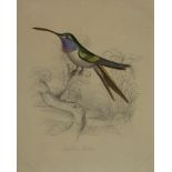 A folio of 19th Century watercolours to include botanical studies, ornithological studies,