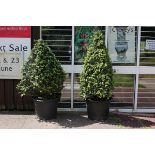 Two topiary Buxus pyramid, one 130cm high,