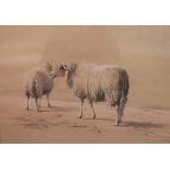 Eugène Verboekhoven (1798-1881)/Sheep/signed and dated 1870/black and white chalks,