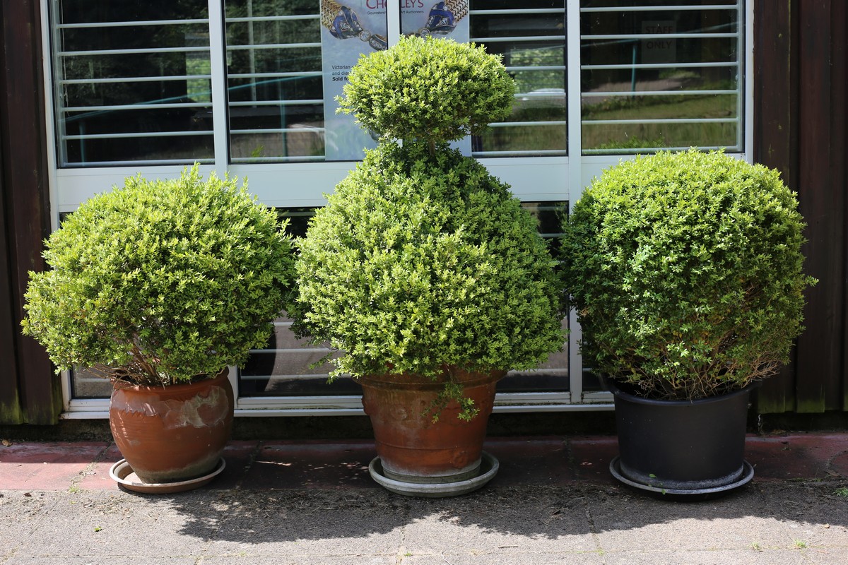 Three topiary Buxus bushes, two in terracotta pots with saucers,