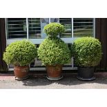 Three topiary Buxus bushes, two in terracotta pots with saucers,