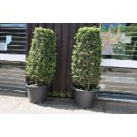 Two topiary Buxus pillars with rounded sides and flat tops,