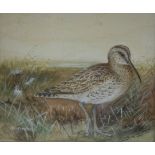 Peter Standen (1936)/Whimbrel/signed and inscribed/watercolour, 15cm x 17.
